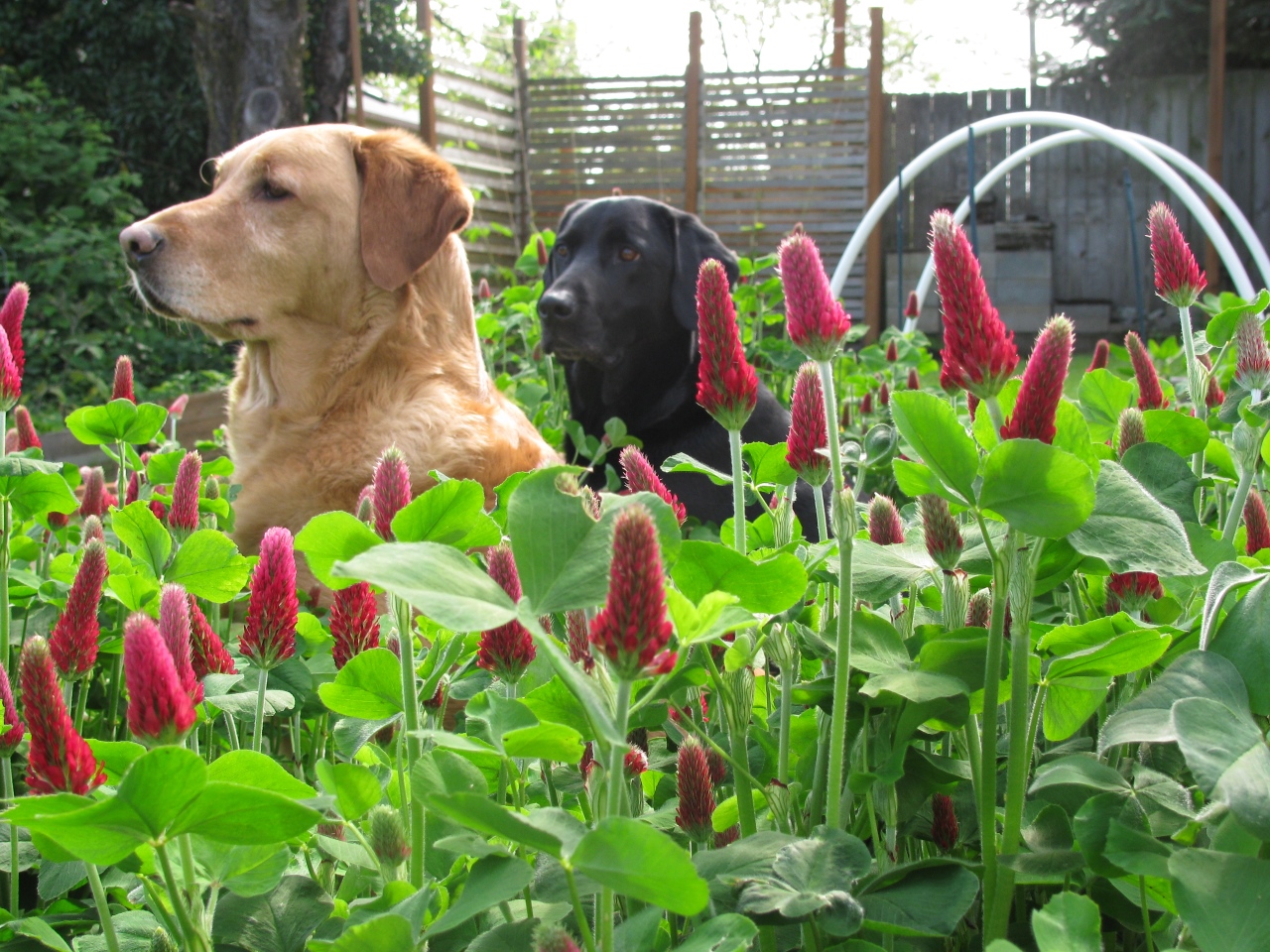 Make Your Garden a Safe Place By Dog-Proofing It